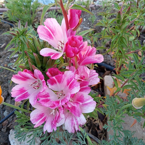 Meet your Posher, Jeanette - Picture 3 of 7